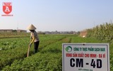 Có một nguồn cung rau an toàn dồi dào cho nội thành Hà Nội